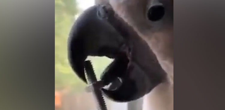 Viral Video: White parrot opens nut bolt with tongue, internet is amazed.