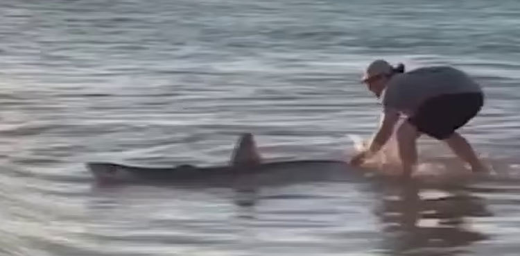 Viral: Young boys rescue shark stranded on Perth beach