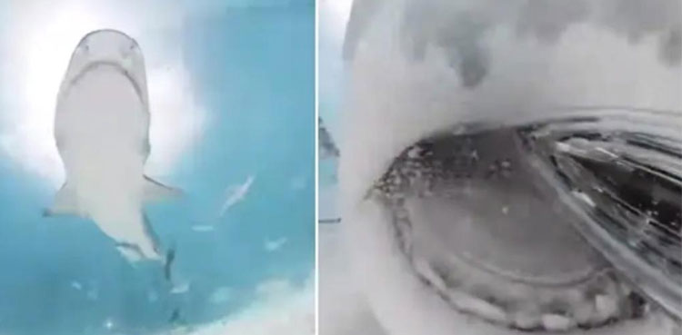 Viral: Shark swallows filmmaker's camera, footage shows inside shark's mouth