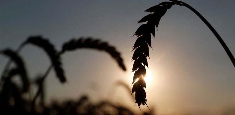 Ukraine limits exports of some food staples, consultancy says