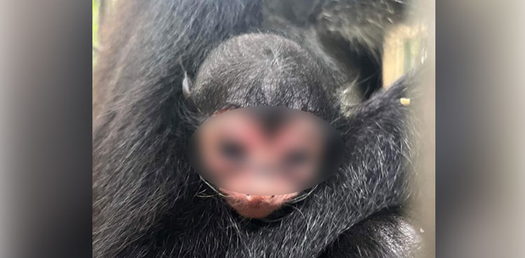 Viral: Spider monkey born with 'Batman' symbol on nose