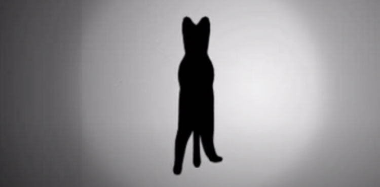 Viral: Can you guess the way the cat is spinning?