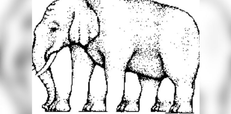 Four legs and five feet? Elephant optical illusion baffles internet