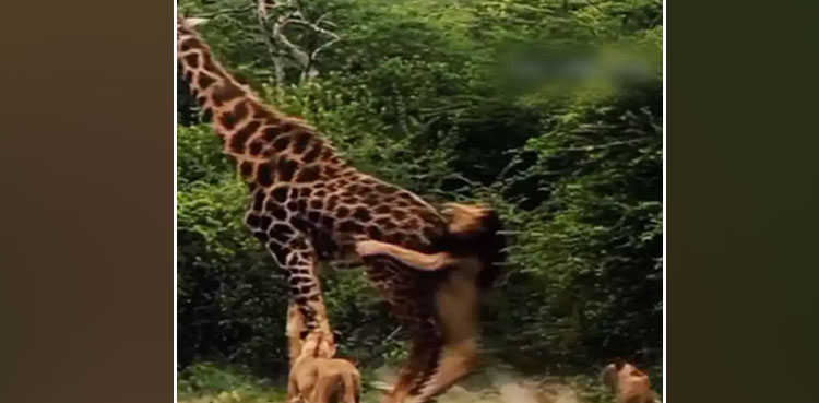 Giraffe gives lions run for their money; video goes viral