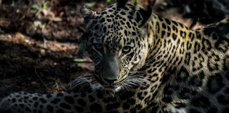 Leopards’ return to Islamabad highlights challenge of human-wildlife conflict