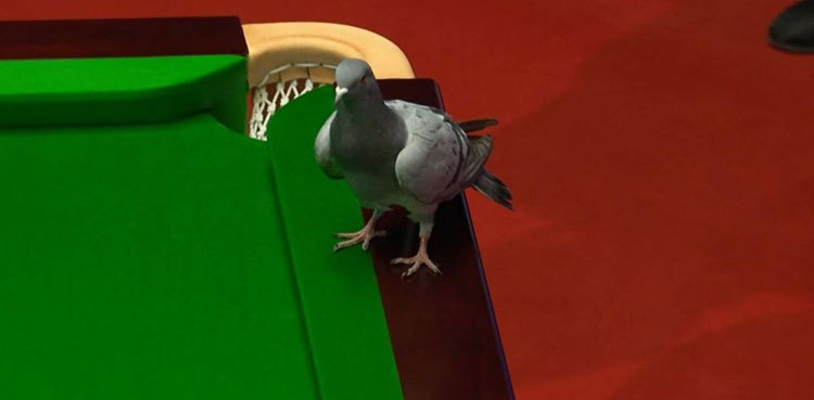 Pigeon interrupts snooker match; video goes viral