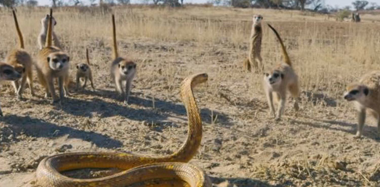 Meerkats put team effort to save young from snake attack; video goes viral