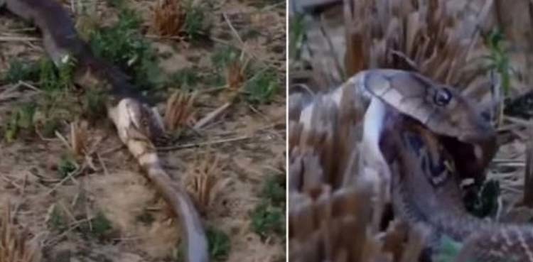 Viral video: King cobra swallows another snake