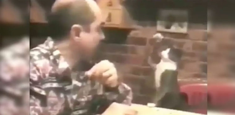 Viral: Deaf man's cat learns to communicate in sign language