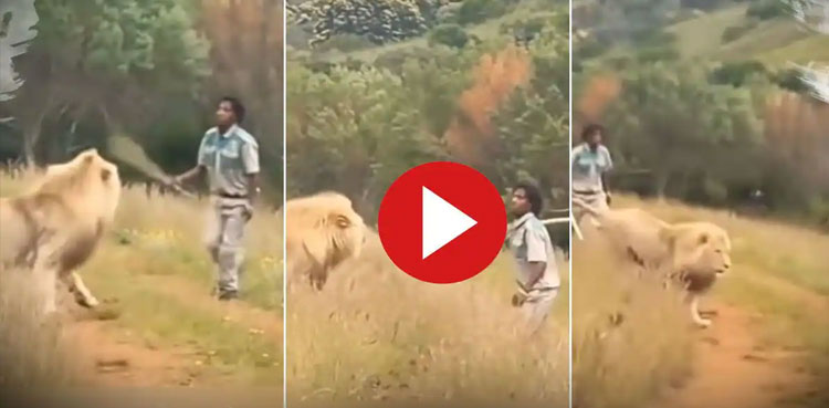 Viral video: Scared lion runs into forest after man arrives with stick