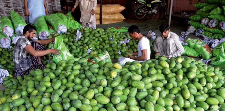 Pakistan's mango production to fall by 50pc due to heatwave, water shortage