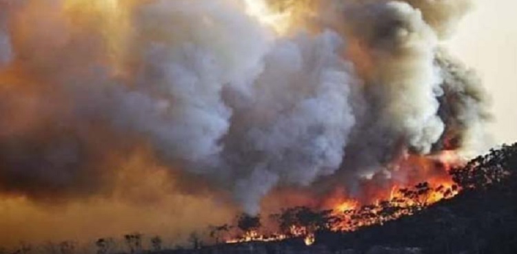 Sherani forest fire intensity brought down