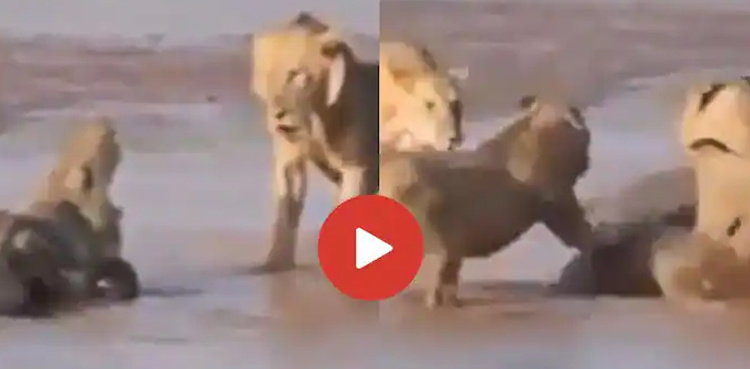 Crocodile fights three lions for its life, video goes viral