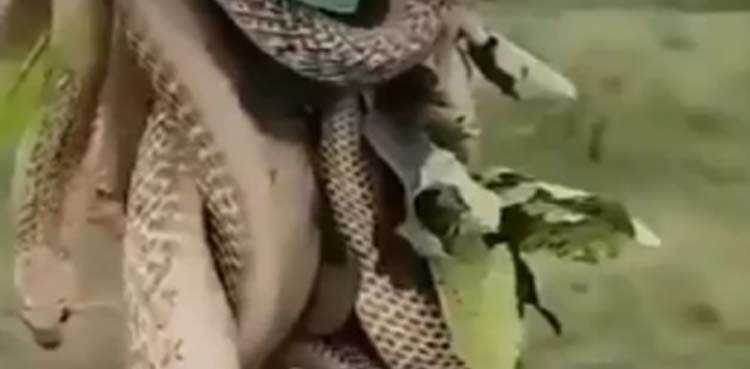 Viral video: Cobras fight for thin tree branch