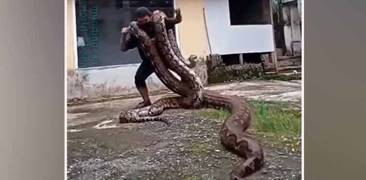 Man dances with huge pythons on his shoulders; video goes viral