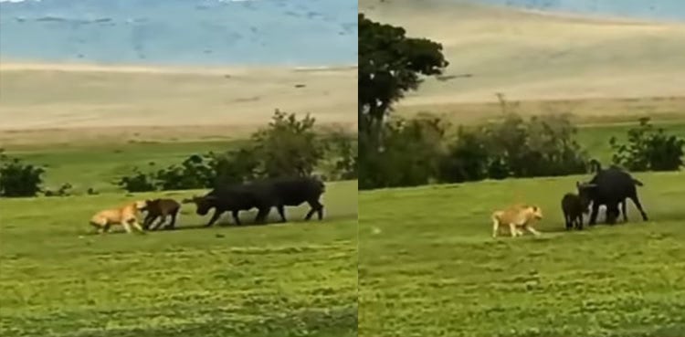 Viral video: Buffalo herd fights with lioness to get their calf back