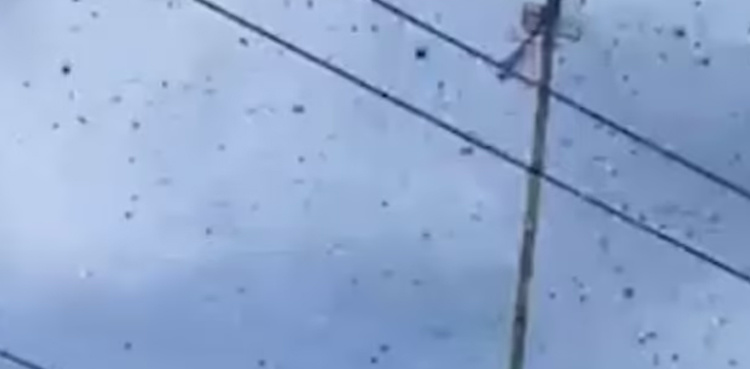 Viral video: Wasp invasion causes family to lock themselves in home