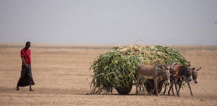 Zimbabwe goes hungry as crops wither amid drought