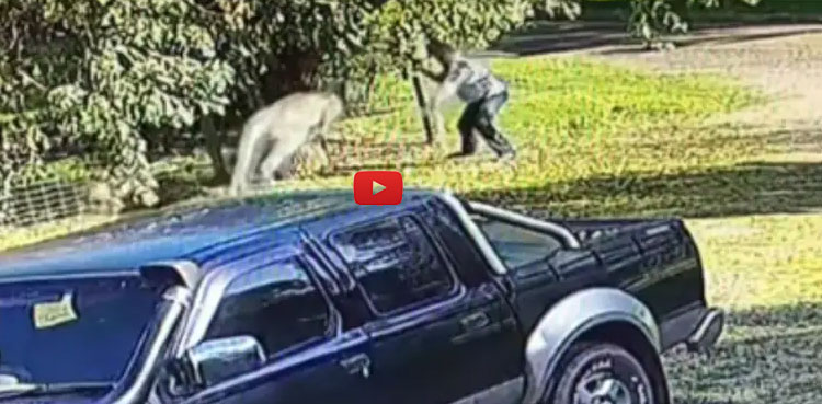 Viral video: Man takes down aggressive kangaroo in dramatic fight