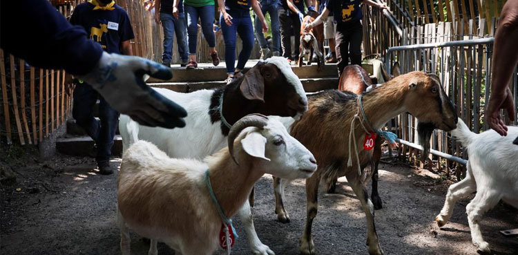 25 Sacrificial Goats worth Rs 1.9 mln Stolen from Karachi’s Gulistan-e-Jauhar