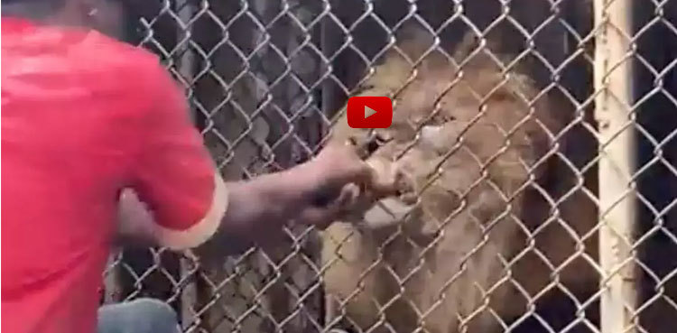 Viral video: Lion bites off man's finger at zoo enclosure