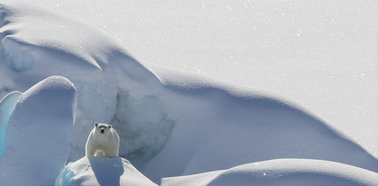 New population of polar bears found in sea-ice free region