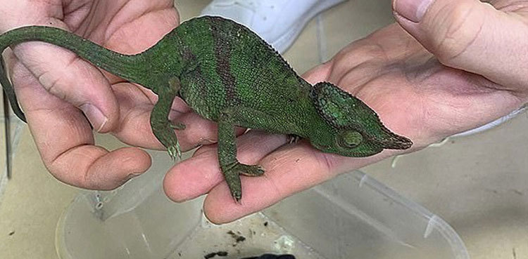 Peshawar: Rare lizards' smuggling foiled by dept of wildlife