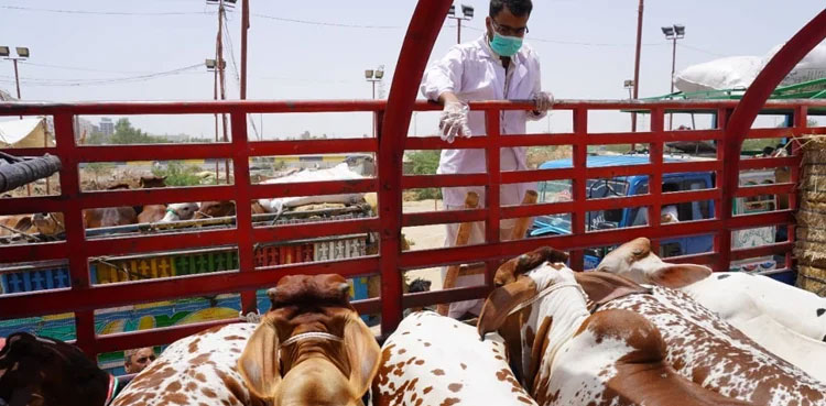 Karachi witnesses' animals' kidnapping for ransom