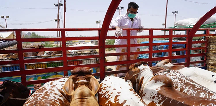 Asia's biggest cattle market set up at Karachi Superhighway