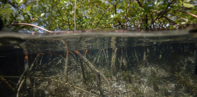 The 'Mount Everest' of bacteria discovered in Caribbean swamps