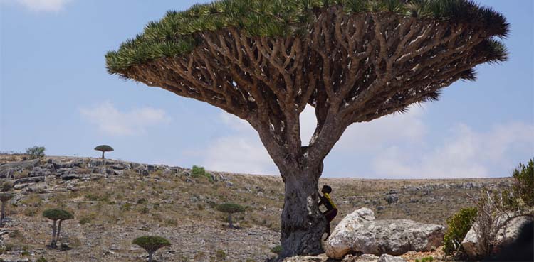 Dragon Blood Tree: These centuries-old trees ‘bleed’