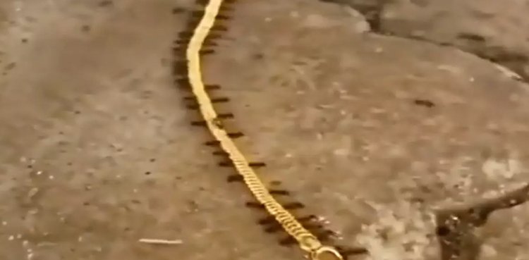 Ants steal gold necklace, video goes viral