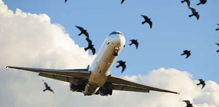 Private airline flight hit by bird at Karachi airport
