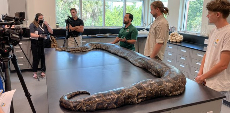 Largest-ever python carrying 122 eggs caught in Florida