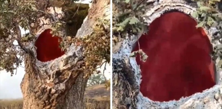 Viral: Tree burns from inside after lightning strike