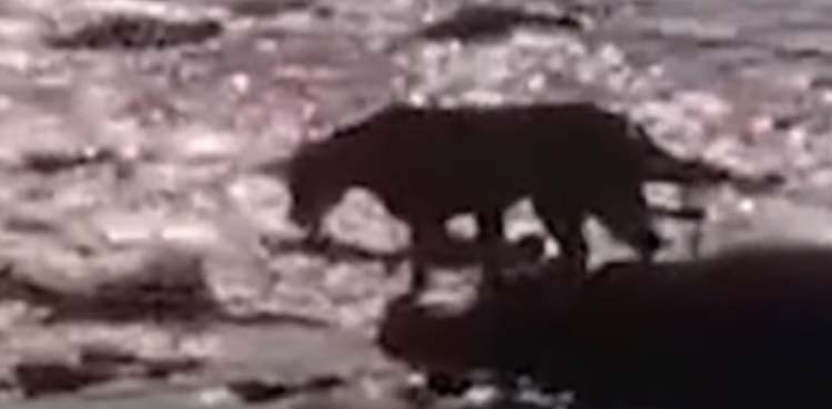 Viral video shows lion crossing crocodile-infested water stream