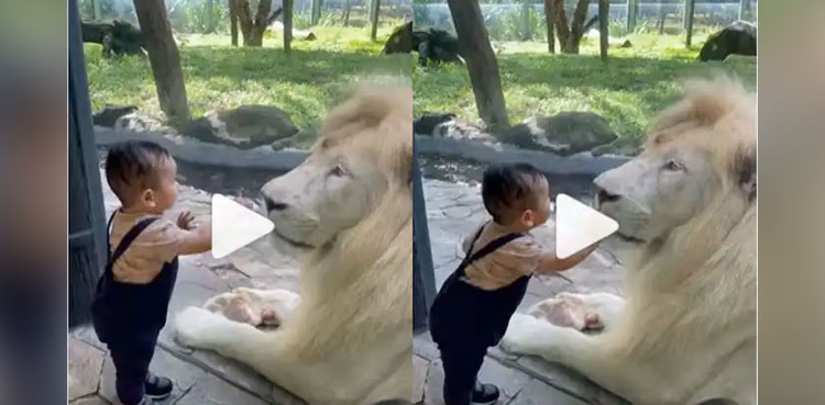 Fearless boy tries to touch lion, video goes viral