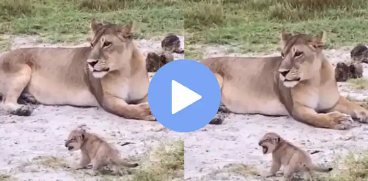 Cub learns to roar like a lion, cute videos go viral
