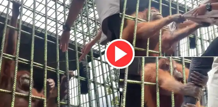 Orangutan tries to pull man inside cage, video goes viral