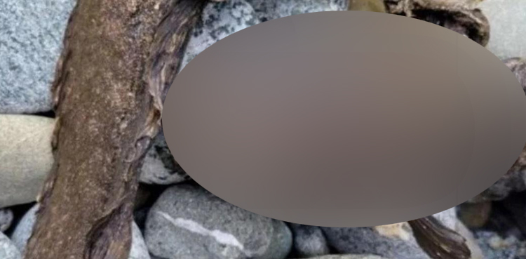 VIRAL: Bizzare sea creature horrifies netizens