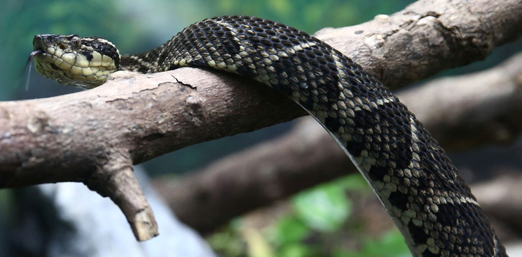 VIRAL: Man loses brother to snakebite, dies of snakebite just hours later