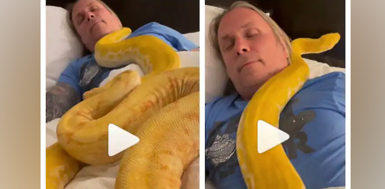 Pythons crawl on man while sleeping, video goes viral