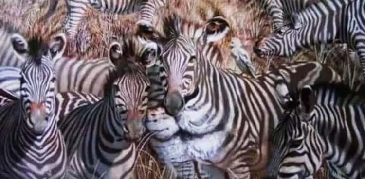 This optical illusion involving zebras, lion, bird will reveal your personality