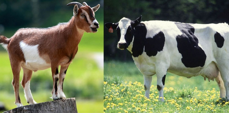 Karachi: Police officer demands two goats and a cow as bribe