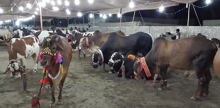 Rawalpindi: Three bulls shot over business dispute