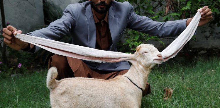 Are you kidding? Baby goat wows fans with 22-inch ears