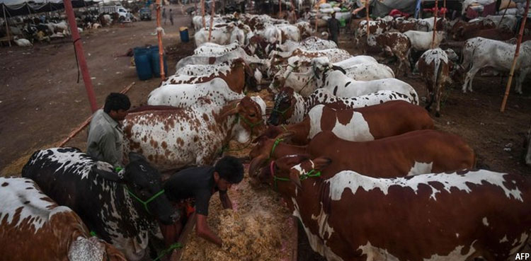 Karachi cattle market: Three handed jail sentence for illegally awarding contract