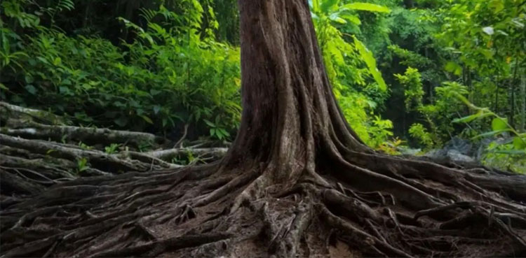 Only 1% can find the Snake hidden in this picture, can you ?