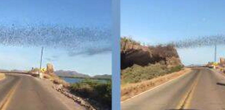 Viral: Netizens in awe with video of flying bats