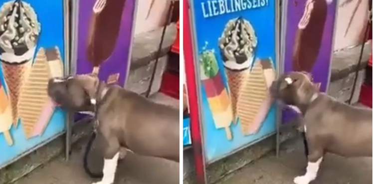 Dog licks ice cream poster, video goes viral